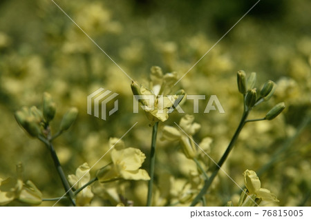 Cauliflower flowers Cauliflower flowers 76815005
