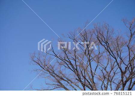 死樹和藍天聳立在冬天的天空 76815121