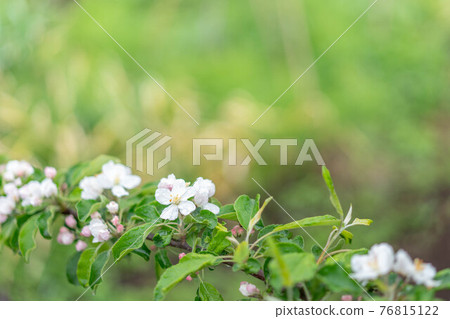 盛開的公主蘋果花，在雨天開花 76815122