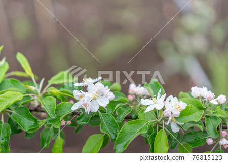 盛開的公主蘋果花,在雨天開花 盛開的公主蘋果花,在雨天開花 76815123