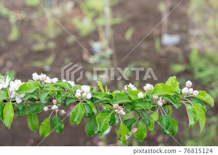 盛開的公主蘋果花,在雨天開花 盛開的公主蘋果花,在雨天開花 76815124