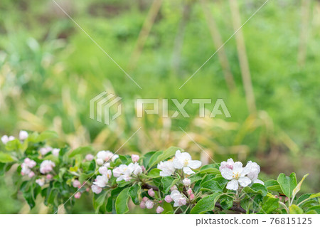 盛開的公主蘋果花,在雨天開花 盛開的公主蘋果花,在雨天開花 76815125