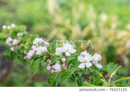 盛開的公主蘋果花，在雨天開花 76815126