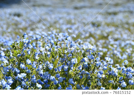Nemophila in full bloom 76815152