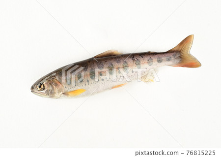 我只帶了一條在丹澤捕獲的白色背景的天然山目鱒魚。 我只帶了一條在丹澤捕獲的白色背景的天然山目鱒魚。 76815225