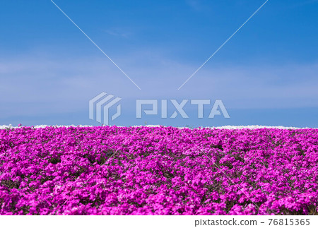 Pink slurping cherry blossoms 76815365