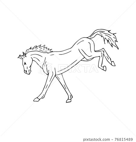Vector hand drawn doodle sketch horse kicking Vector hand drawn doodle sketch horse kicking 76815489