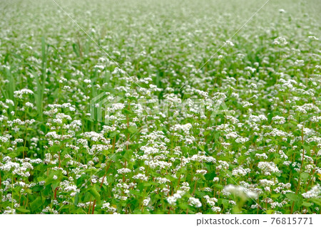 Buckwheat field with flowers in full bloom 76815771