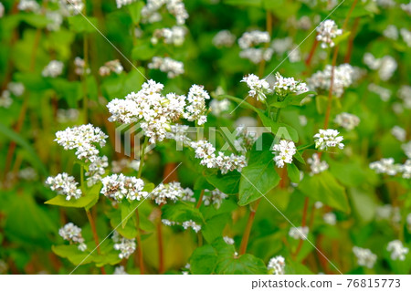 Buckwheat flowers 76815773