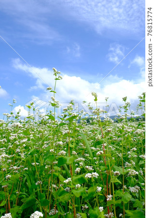 Buckwheat flowers and blue sky 76815774