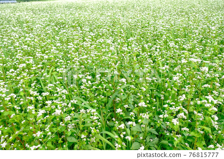 Buckwheat noodles flowers 76815777