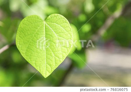 Malbanoki heart-shaped leaves 76816075
