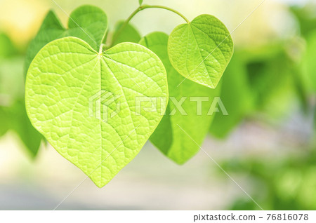Malbanoki heart-shaped leaves 76816078