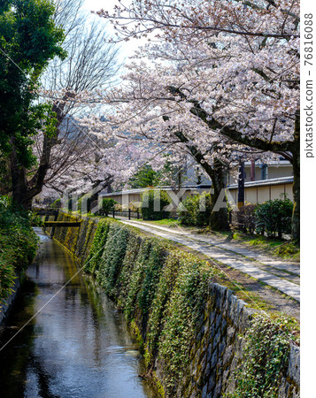 京都，櫻花盛開的哲學之路 76816088