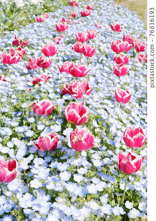 Tulips in Nara Umami Hill Park 76816193