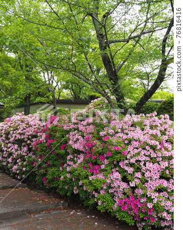 Higashiyama, Kyoto, Hirado Tsutsuji of Munetada Shrine 76816416
