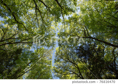Beautiful fresh green spreading in the sky ③ 76816470