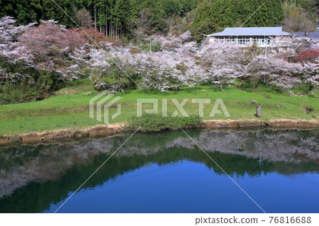 Hirayama Waterfront Park: Cherry blossoms reflected on the lake (Kami City, Kochi Prefecture) Hirayama Waterfront Park: Cherry blossoms reflected on the lake (Kami City, Kochi Prefecture) 76816688