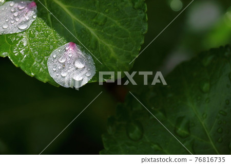 Cherry blossom petals, hydrangea leaves, the progression of the seasons (Kochi Prefecture, Noichi Hydrangea Highway) 76816735