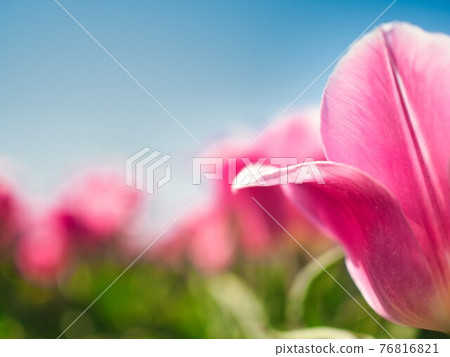 新潟縣台內市鬱金香節 76816821