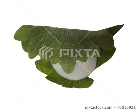 Cutout photo of Kashiwa mochi Cutout photo of Kashiwa mochi 76816921