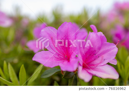 Azalea blooming in pink Spring image flower Azalea blooming in pink Spring image flower 76816962