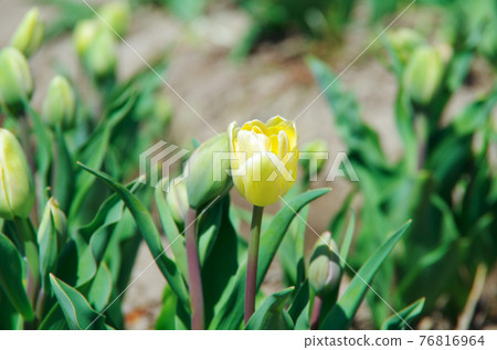 [Variety: Charming Beauty] Tulips with yellow petals that have begun to bloom 76816964
