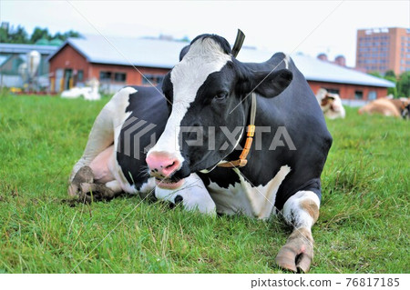 Holstein cattle 76817185