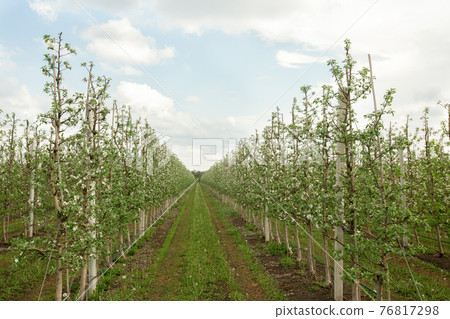 Cultivation organic fruits, agriculture and business outdoor Cultivation organic fruits, agriculture and business outdoor 76817298