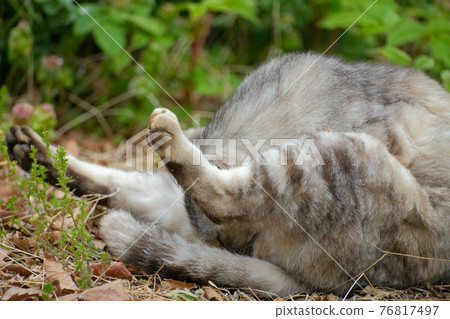 [Mid-April / Cat] Sabatra, a cat dressing in a spring park 76817497