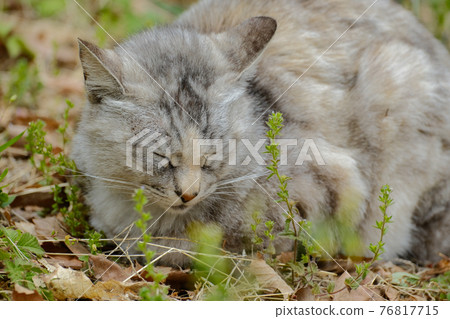 [Mid-April Cat] Sabatra, a cat sleeping in a spring park 76817715