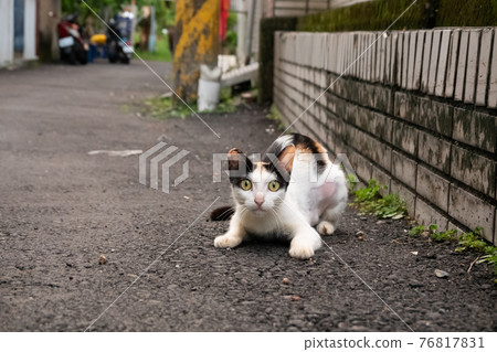 little stray tortoiseshell cat 76817831