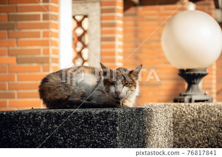 stray cat was sick and drooling stray cat was sick and drooling 76817841