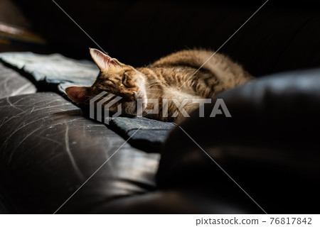 cat sleep on a sofa cat sleep on a sofa 76817842