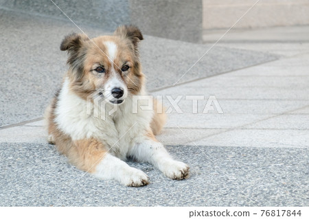 stray dog lying on a ground 76817844
