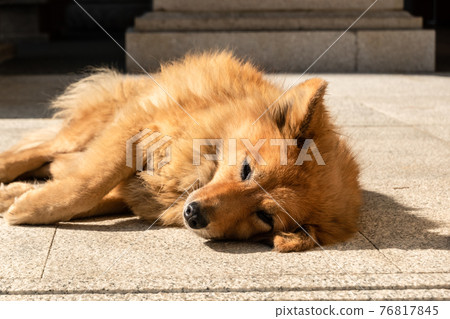 stray dog lying on a ground 76817845