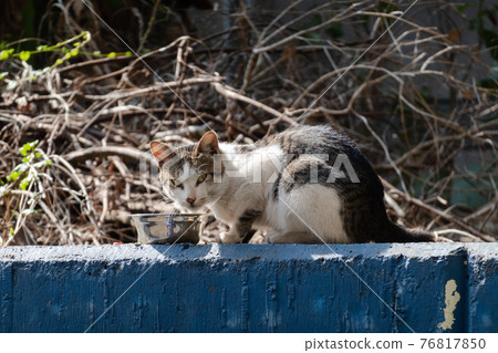 stray cat eat food 76817850