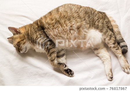 funny tabby cat funny tabby cat 76817867