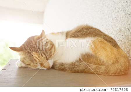 little cat doze 76817868