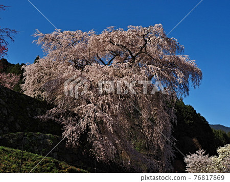 又平櫻花風光 又平櫻花風光 76817869