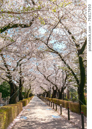 A row of cherry blossom trees in full bloom at Aoyama Cemetery A row of cherry blossom trees in full bloom at Aoyama Cemetery 76817950