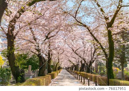 A row of cherry blossom trees in full bloom at Aoyama Cemetery, Minato-ku, Tokyo A row of cherry blossom trees in full bloom at Aoyama Cemetery, Minato-ku, Tokyo 76817951