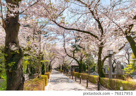A row of cherry blossom trees in full bloom at Aoyama Cemetery, Minato-ku, Tokyo A row of cherry blossom trees in full bloom at Aoyama Cemetery, Minato-ku, Tokyo 76817953