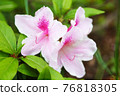 Azalea 76818305