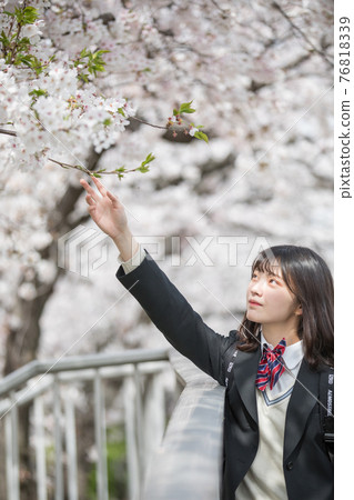 櫻花和學校的女孩 櫻花和學校的女孩 76818339