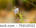 Purple flower of small Miyama stag beetle 76818502
