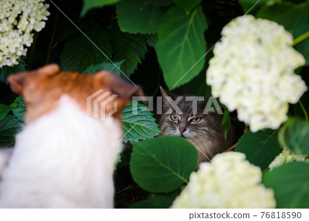 Dog and cat can not get along. Dog chasing cat to hide in bush Dog and cat can not get along. Dog chasing cat to hide in bush 76818590