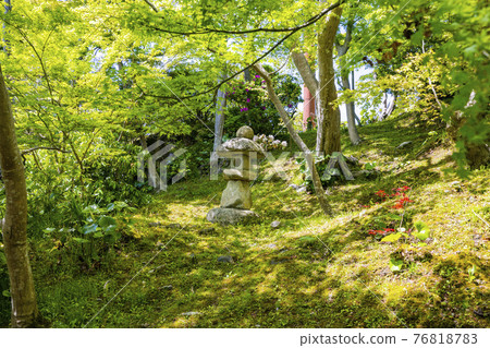 Taima-dera Okunoin in full bloom Taima-dera Okunoin in full bloom 76818783