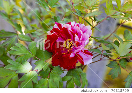 盛開的大摩寺奧之院 76818799