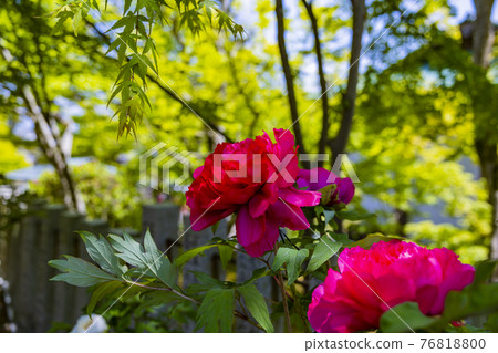 盛開的大摩寺奧之院 76818800